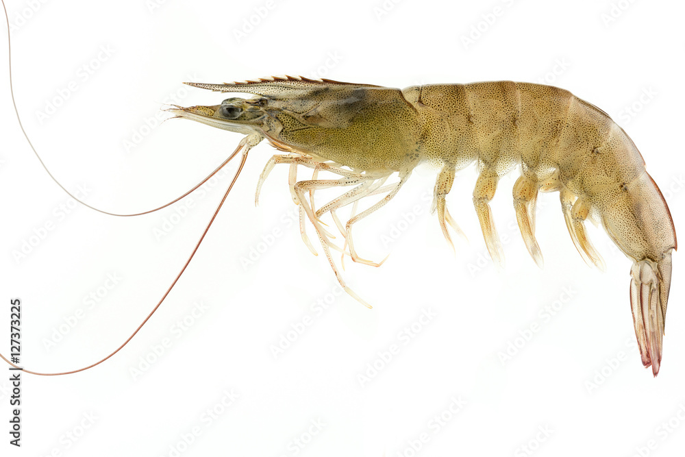 Raw shrimp Raw shrimp