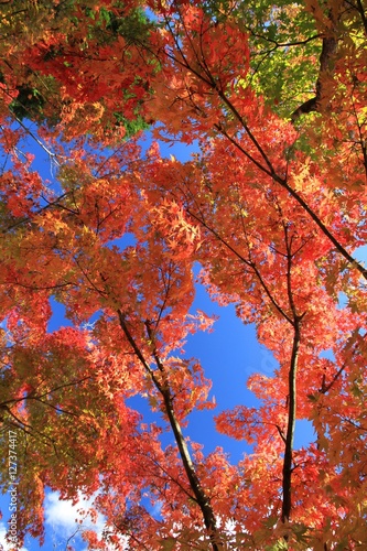 Wallpaper Mural 秋色風景 Torontodigital.ca