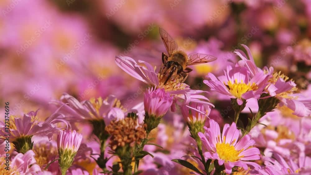 Honeybees and pink daisy flowers in the garden on a bright warm sunny summer afternoon Honeybees and pink daisy flowers in the garden on a bright warm sunny summer afternoon