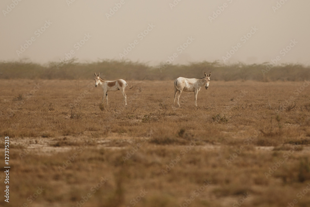 wild asses in the desert little rann of kutch, males fight, mating time, little rann of kutch, nature habitat, indian gujarat, indian wildlife, very rare species wild asses in the desert little rann of kutch, males fight, mating time, little rann of kutch, nature habitat, indian gujarat, indian wildlife, very rare species