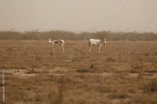 wild asses in the desert little rann of kutch, males fight, mating time, little rann of kutch, nature habitat, indian gujarat, indian wildlife, very rare species