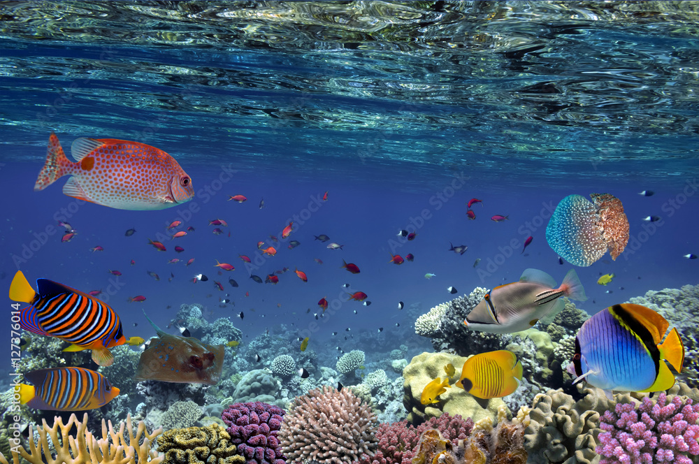 Naklejka premium Colorful reef underwater landscape