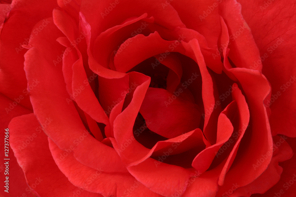 Naklejka premium Rose background