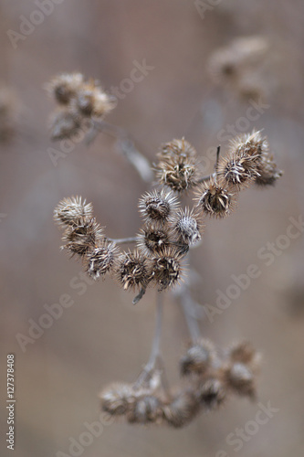 spines thistle in the morning sunlight autumn. © makam1969