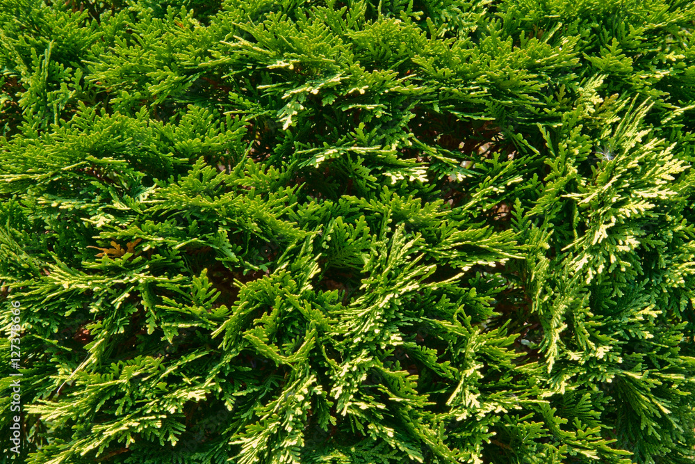 Fototapeta premium juniper branch