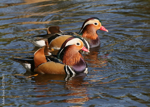 Two Male Asian Mandarin Ducks (Aix galericulata) swimming side by side.