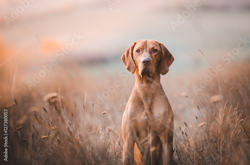 Fototapet Hungarian pointer hound dog