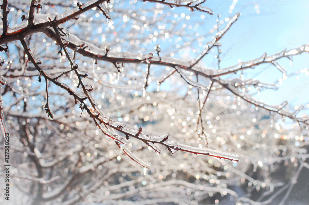 Winter magic created by several frozen icy branches on a tree that shine and twinkle in the warm sun light on the background of the blue sky Winter magic created by several frozen icy branches on a tree that shine and twinkle in the warm sun light on the background of the blue sky