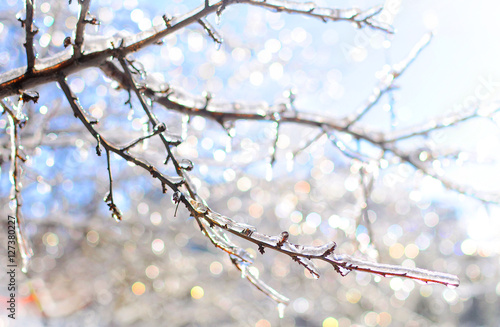 Winter magic created by the frozen icy branches that shine and twinkle in the warm sun light on the background of the blue sky