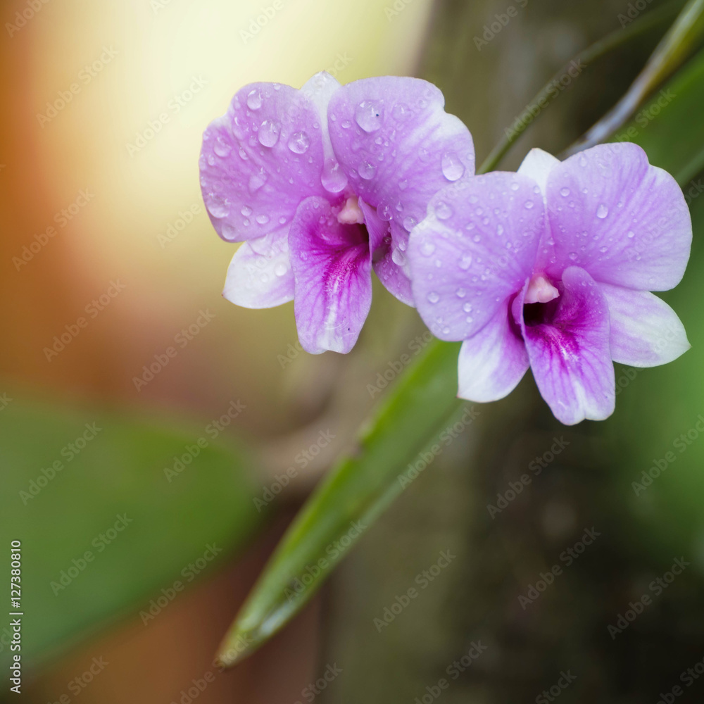Dendrobium orchid, purple orchid flowers,Tropical flower bloom,p Dendrobium orchid, purple orchid flowers,Tropical flower bloom,p