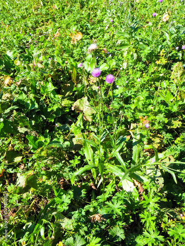 Purple thistle flower growing on a meadow