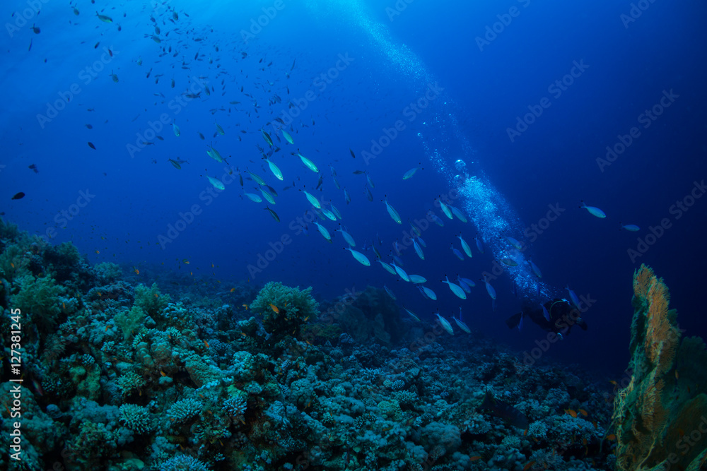 Fototapeta premium Diver on the reaf