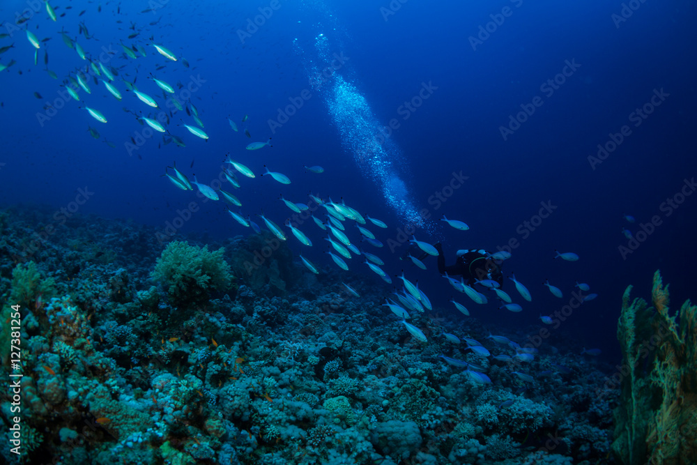 Fototapeta premium Diver on the reaf