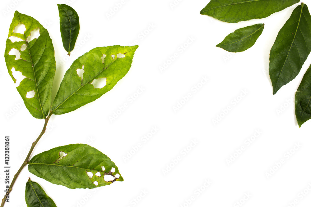 Leaf with holes isolated white background, eaten by pests. - obrazy, fototapety, plakaty 
