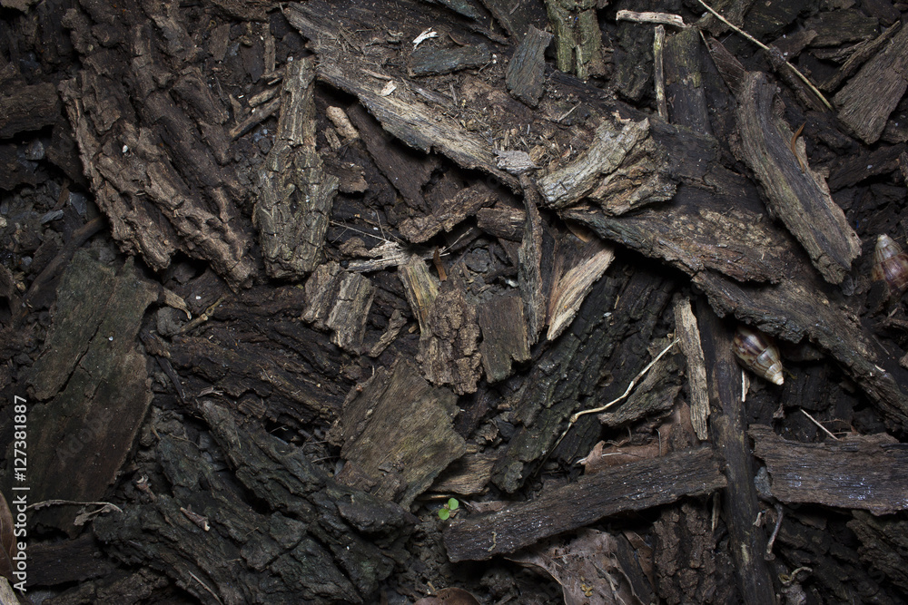 dried bark of wood texture, background nature raw. dried bark of wood texture, background nature raw.