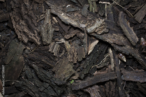 dried bark of wood texture, background nature raw.