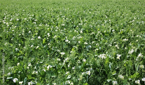 Obraz na płótnie Petits pois en fleurs