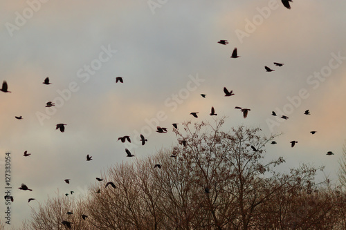 Crows on a tree in autumn evening times