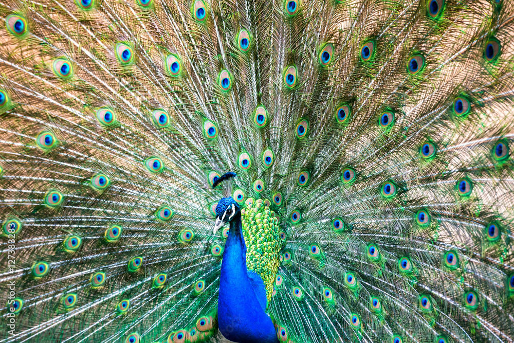 Naklejka premium Beautiful male indian peacock (Pavo cristatus) showing off in a park