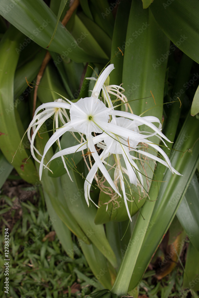 Obraz premium Nature Flower Plants