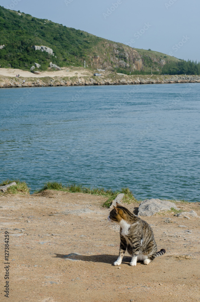 Cat on the beach looking sideways Cat on the beach looking sideways