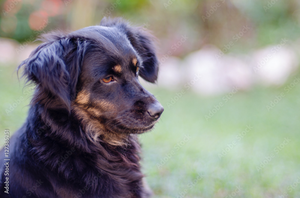 Black mutt dog looking to the right Black mutt dog looking to the right