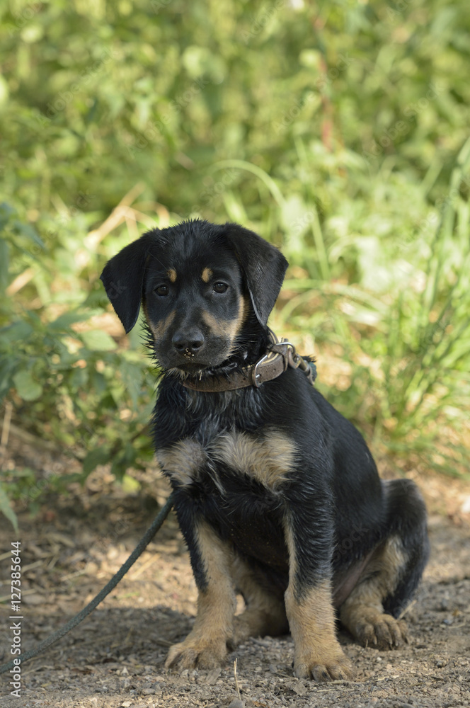 Labrador Mix