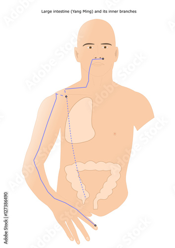 acupuncture: Large Intestine meridian (Yang Ming) and its inner branches