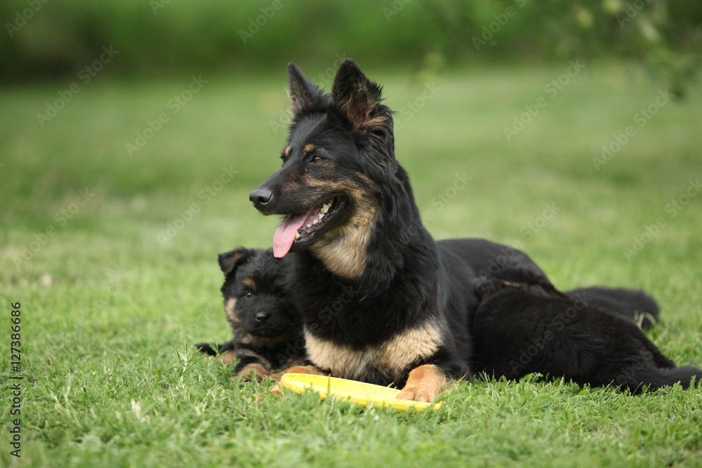 Beautiful bitch of Bohemian Shepherd with its puppies