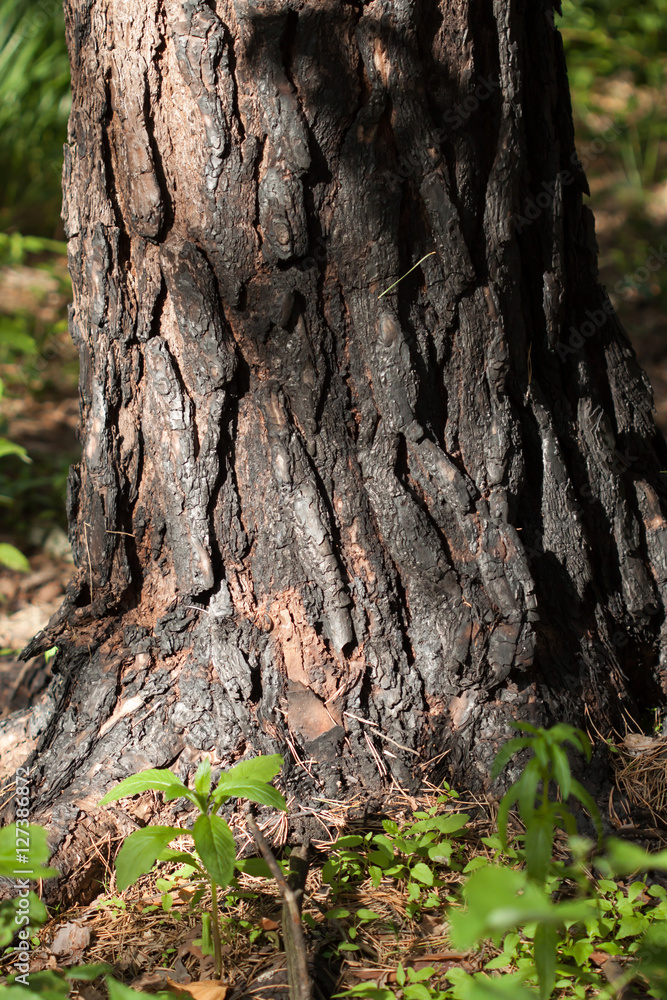 Burnt tree bark after a fire storm. Burnt tree bark after a fire storm.