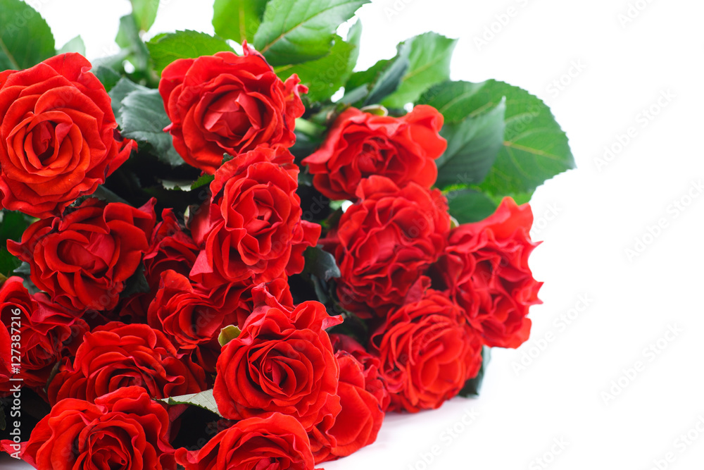 beautiful red rose beautiful red rose