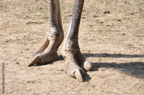 Ostrich legs