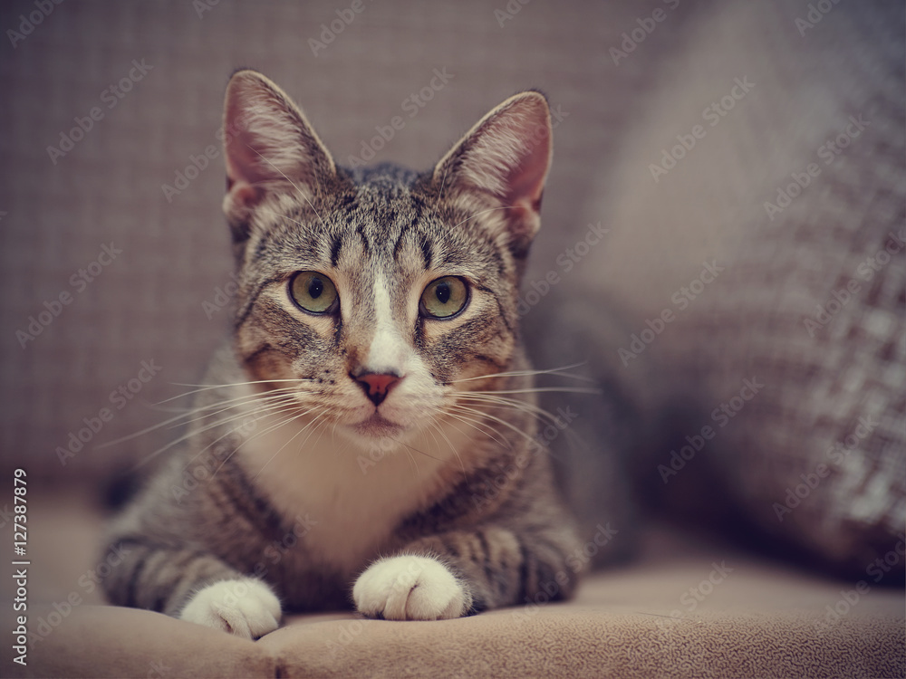 Portrait of a striped cat with white paws