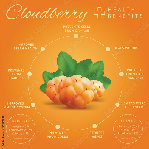Ripe cloudberry health benefits infographics. Creeping raspberry