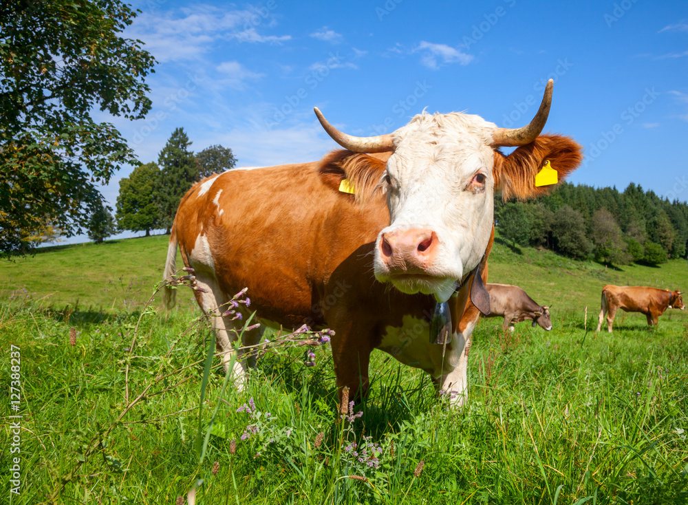 Brown cows grazing at a pasture in Bavaria Brown cows grazing at a pasture in Bavaria