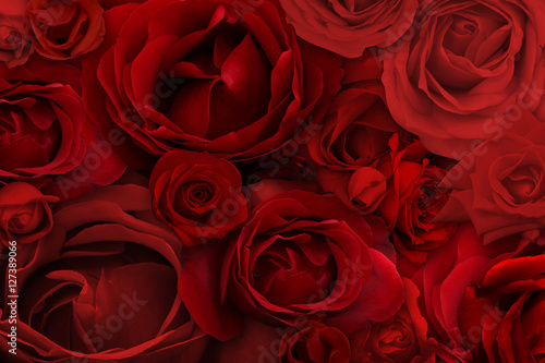 Rose background and texture