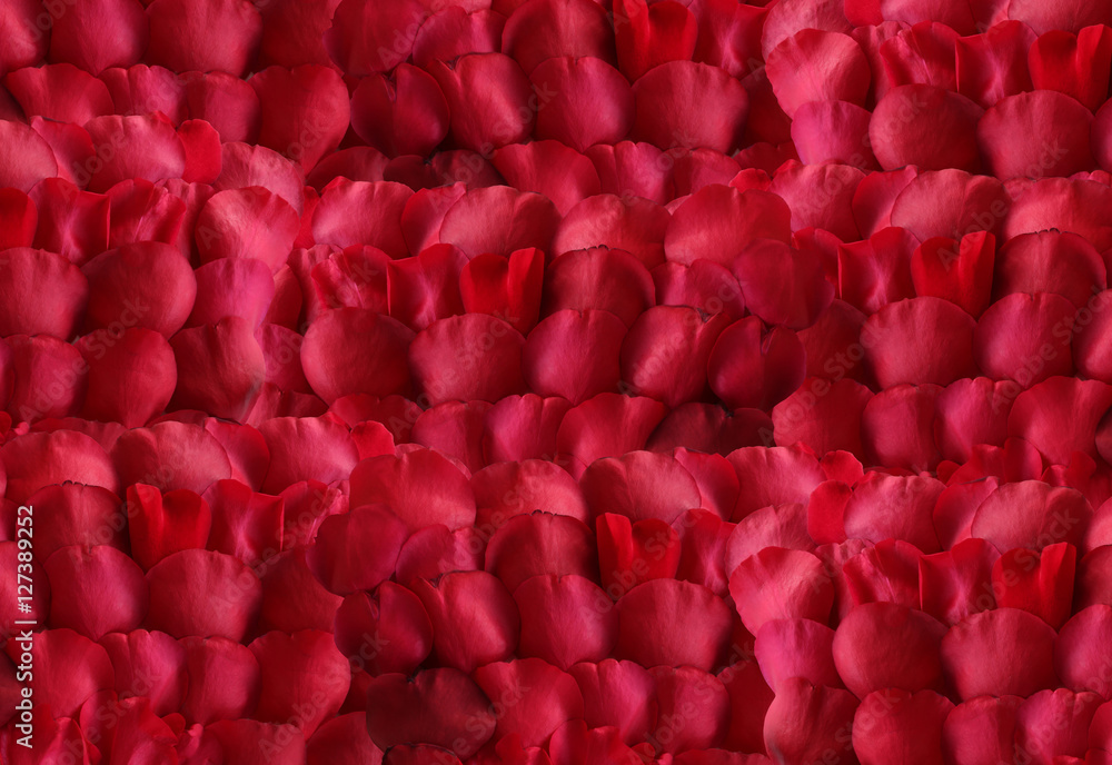 Obraz premium Rose Petal background