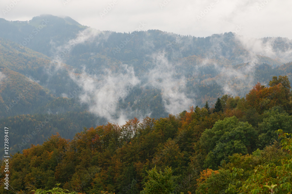 Misty pine forest on the hillside in Slovenia