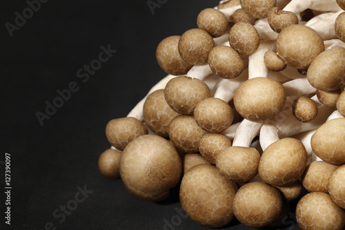 Shimeji mushrooms on black background