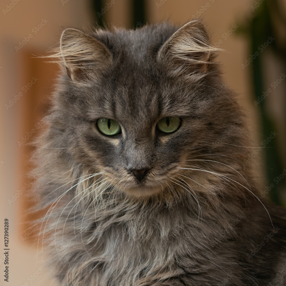 Grey long-haired cat being sulky