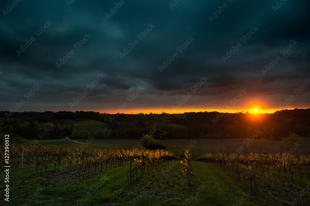 Thunderstorm with sunset in grape field.