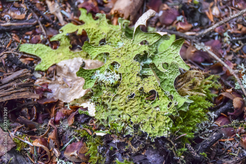 moss moss