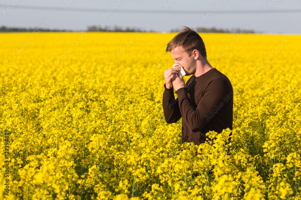 man in yellow canola field blowing his nose and suffering from pollen allergy. man in yellow canola field blowing his nose and suffering from pollen allergy.