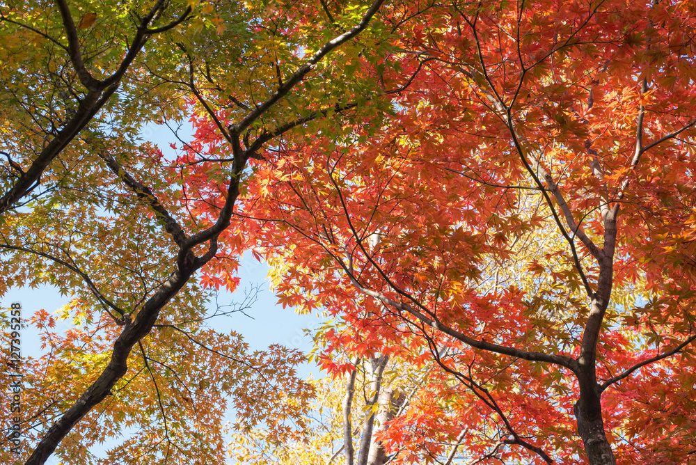 Japanese maple tree leaves changing color Japanese maple tree leaves changing color