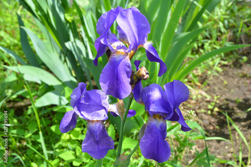 Fototapeta Naklejka Na Ścianę i Meble -  Irises
