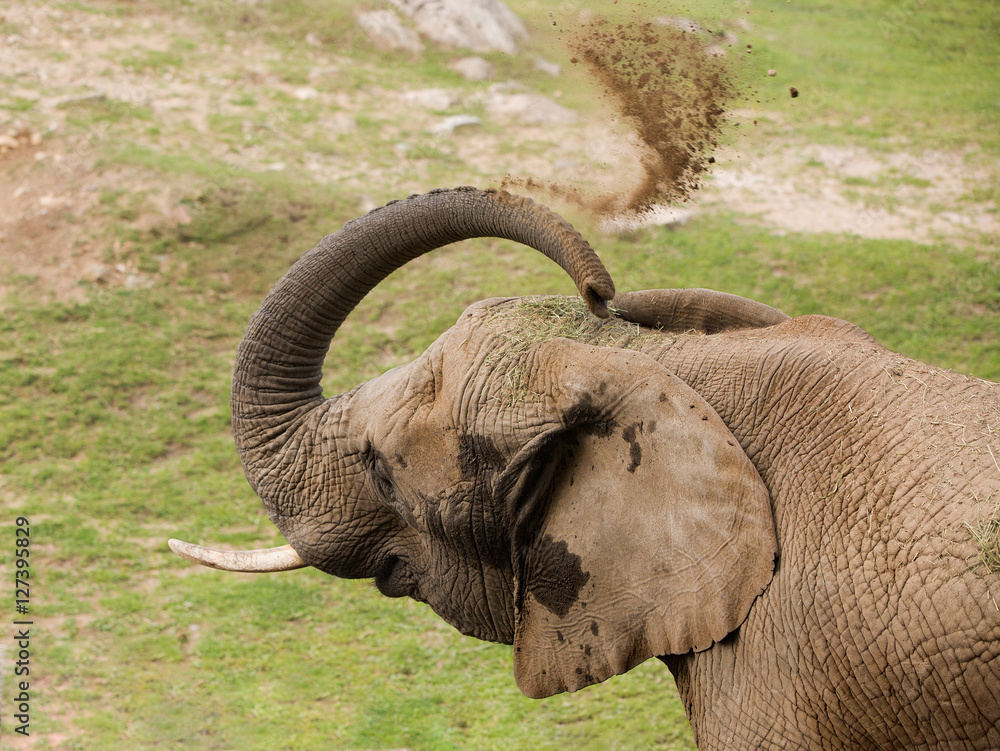 Obraz premium Elephant