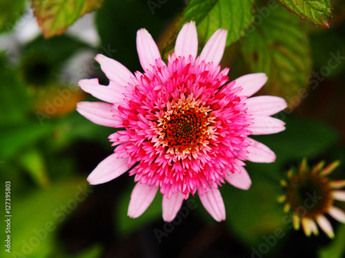 Fototapeta Naklejka Na Ścianę i Meble -  Pink double flowered Coneflower - Echinacea 'Butterfly Kisses'  