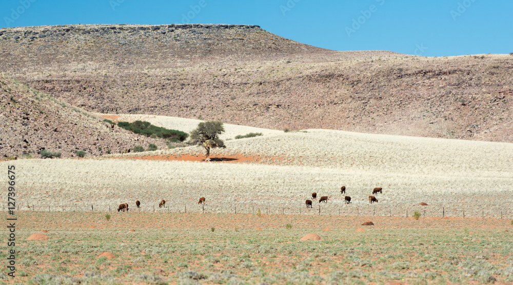 Weide mit Rindern zwischen Keetmannshoop und Klein Aus, Namibia Stock Photo  | Adobe Stock