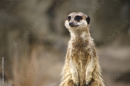 Close Up of Meerkat © Walkerlee