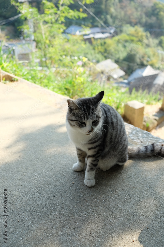 Obraz premium 猫の島 香川県 男木島 豊玉姫神社 にて